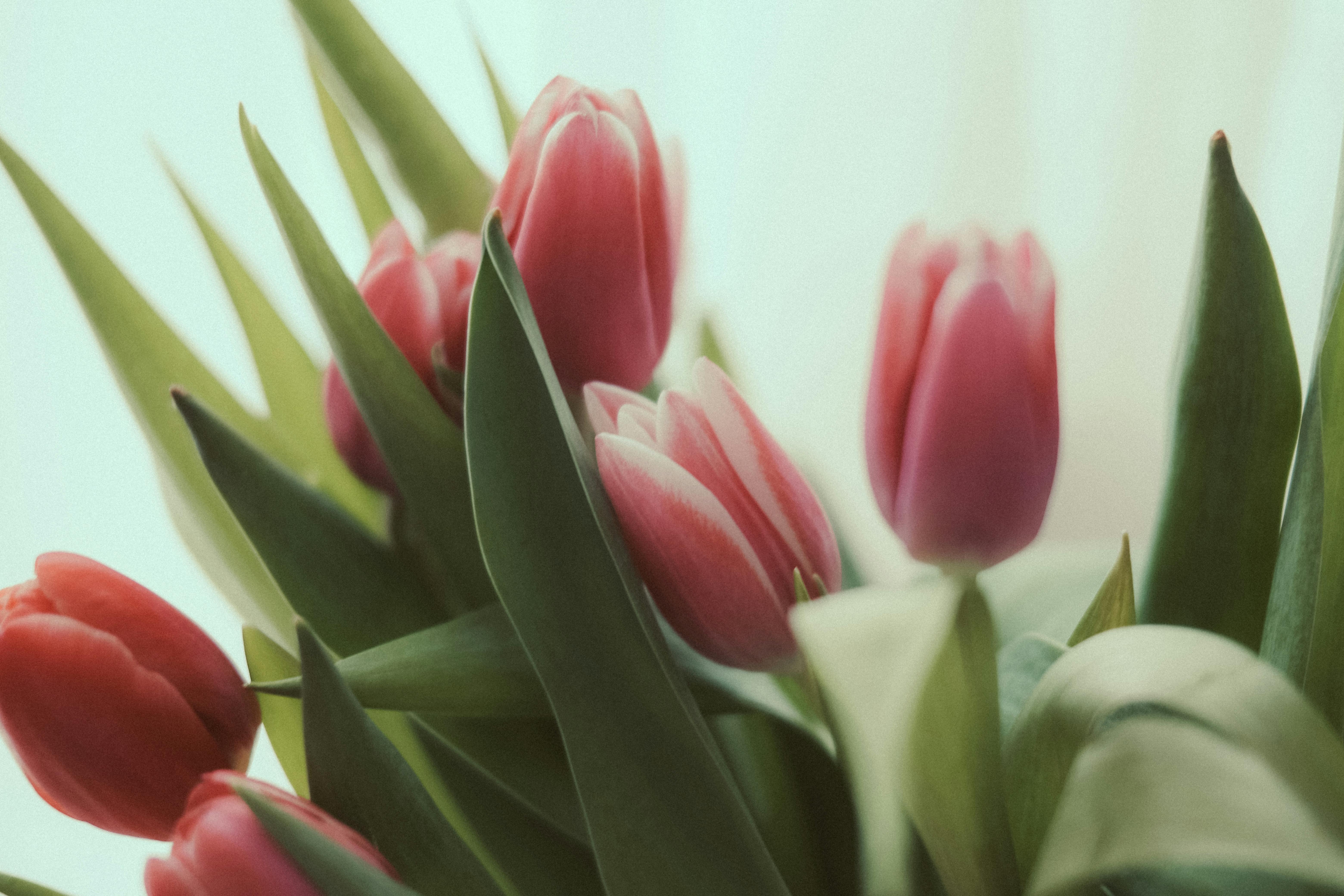 Tulips